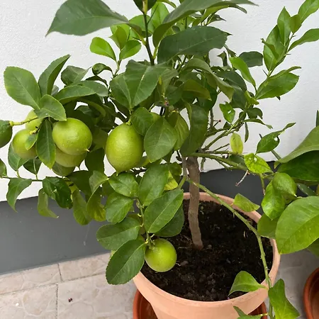 Ruza Διαμέρισμα