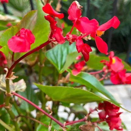 Apartmán Ruza Brzac